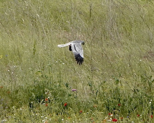 Montagu's harrier